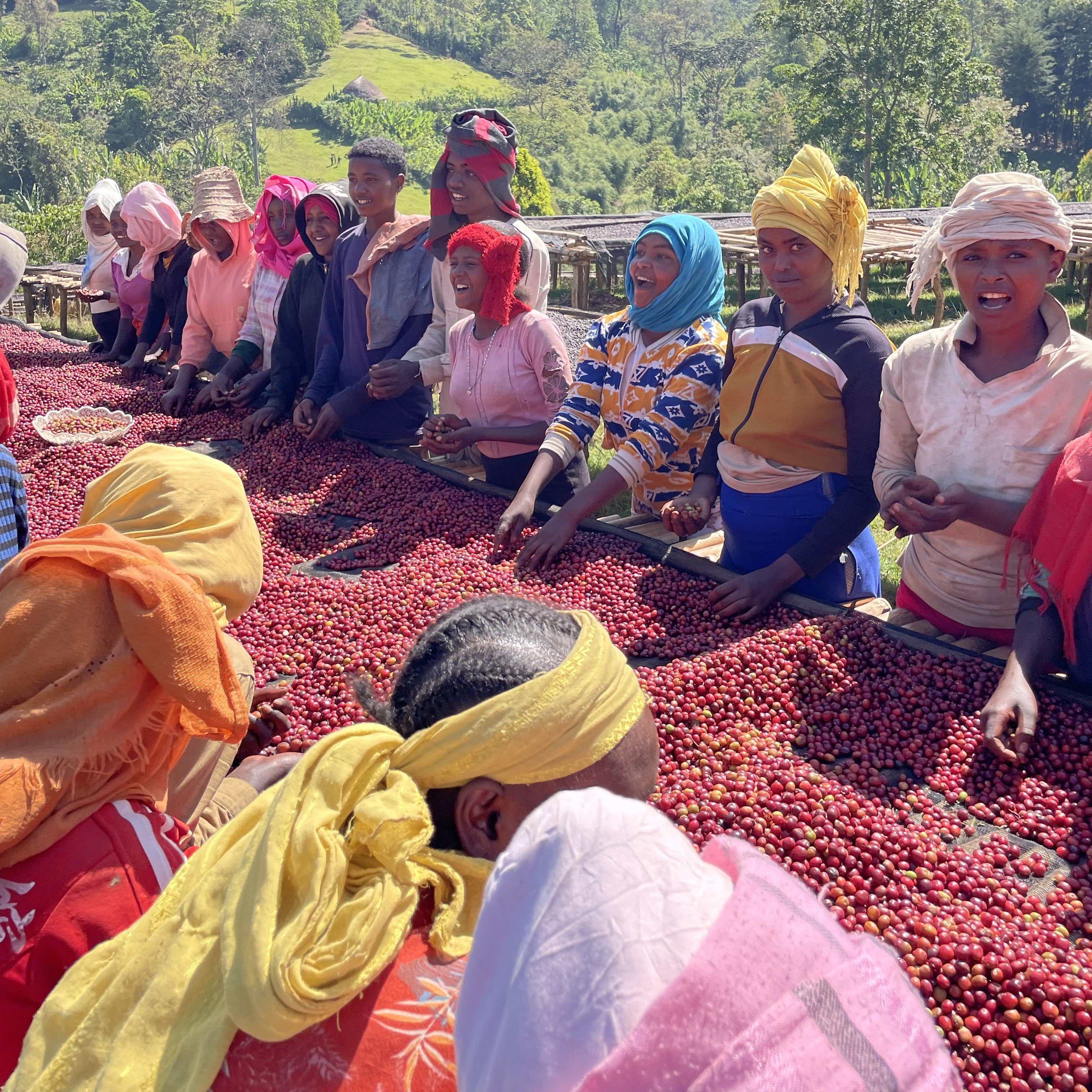 Ethiopia Morke Natural(24/25年クロップ) | ORIGIN COUNTRIES for